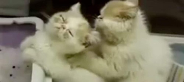 Котики делают массаж друг другу