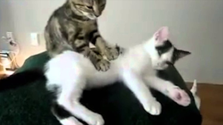 Кот лапками перебирает