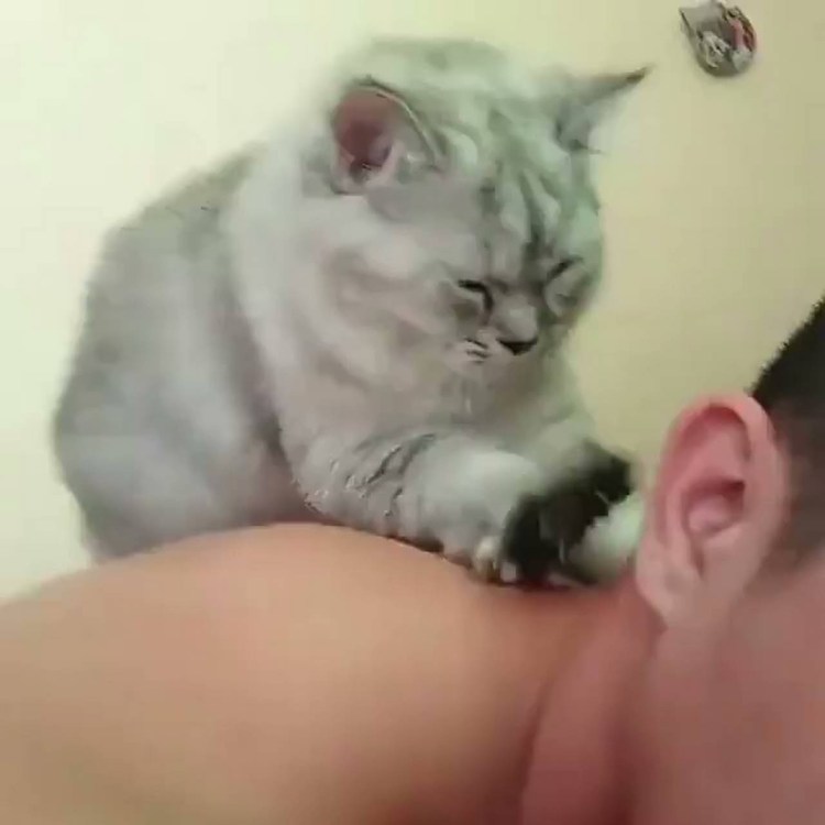 Кошка массажирует