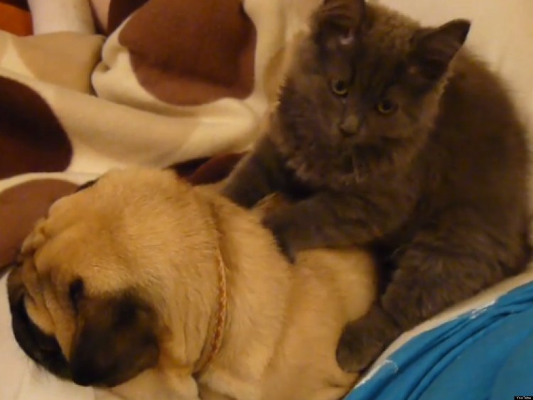 Кот массажист гифка