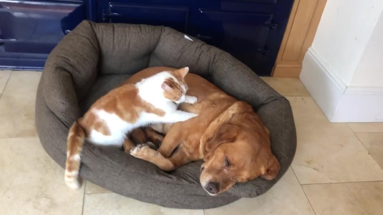 Собака делает массаж