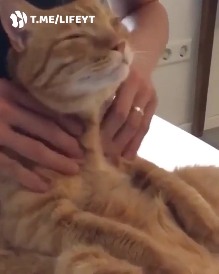 Кошка топчется лапками