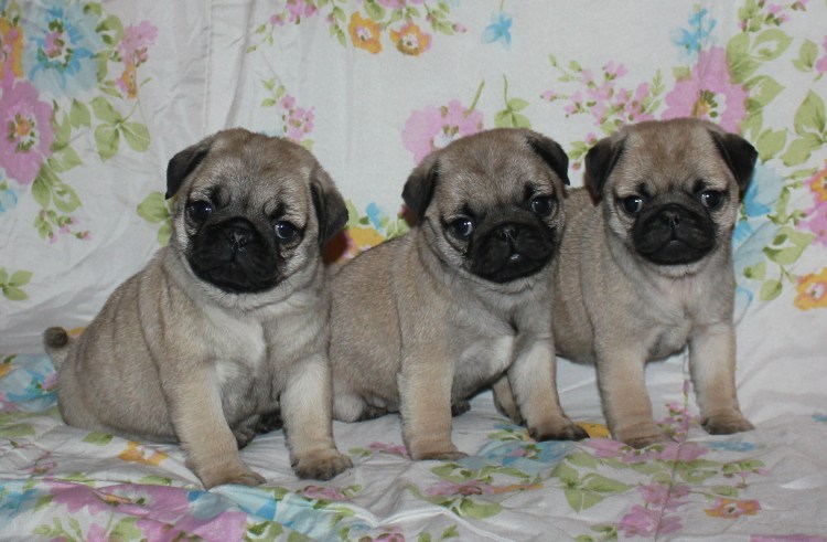 Метис Йорка и МОПСА