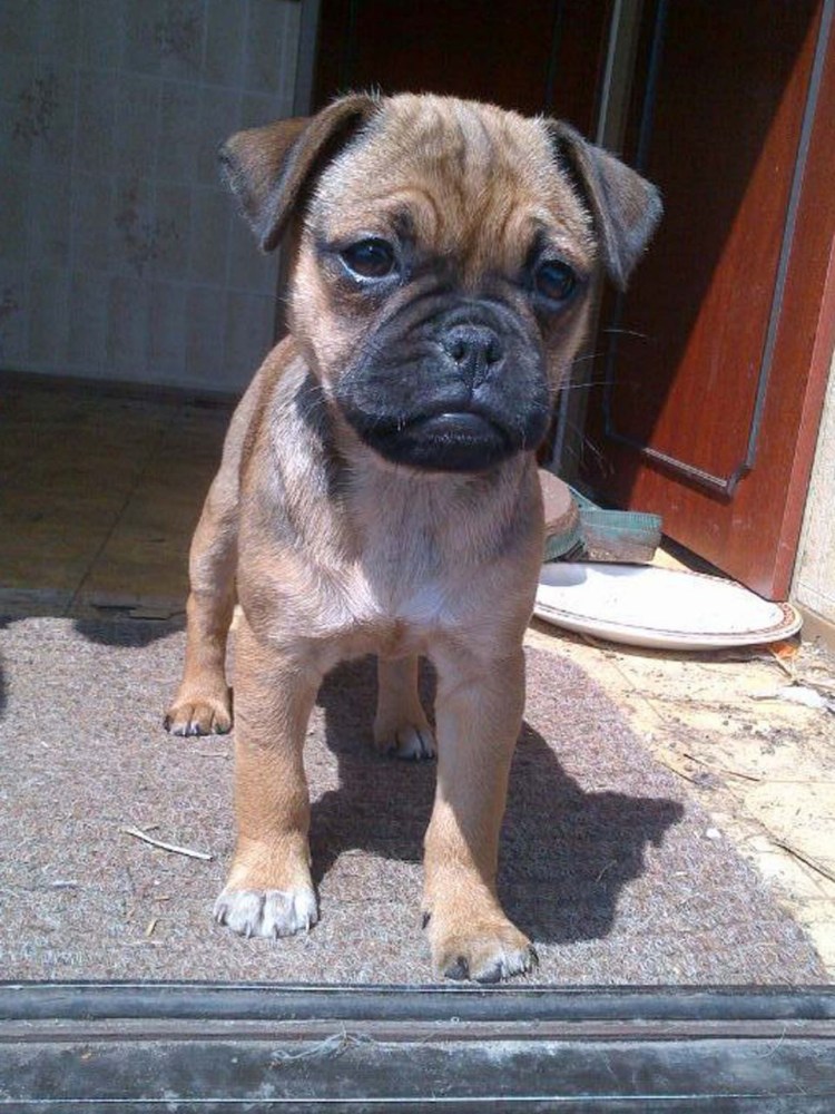 Помесь Йорка и пекинеса