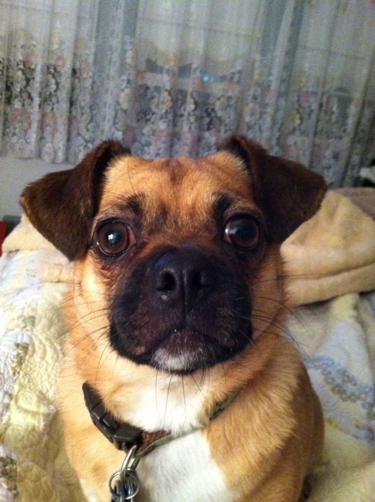 Смесь МОПСА И пуделя