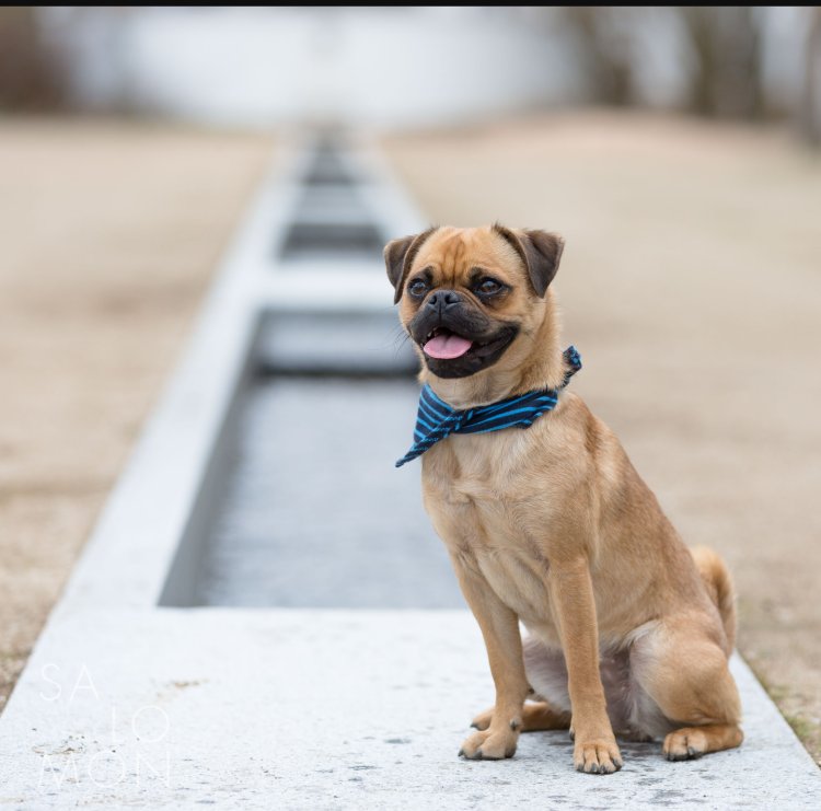 Борис помесь МОПСА И китайской хохлатой