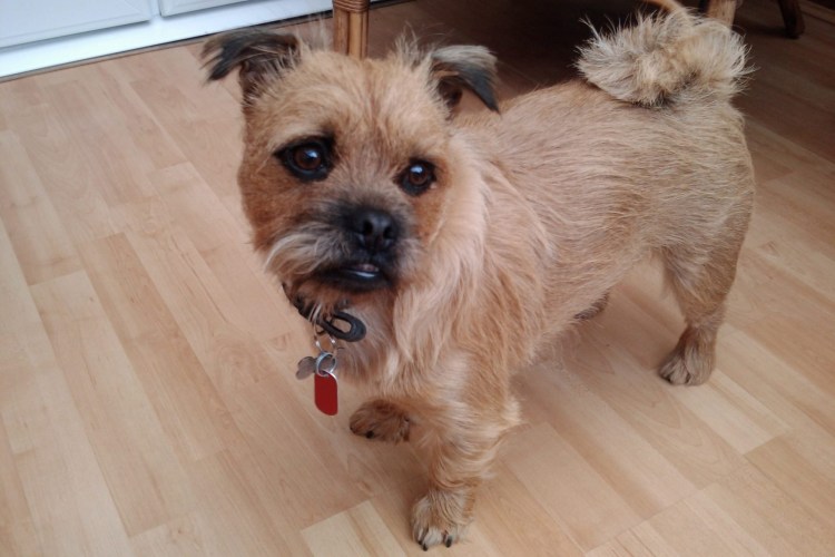 Помесь французского бульдога и таксы