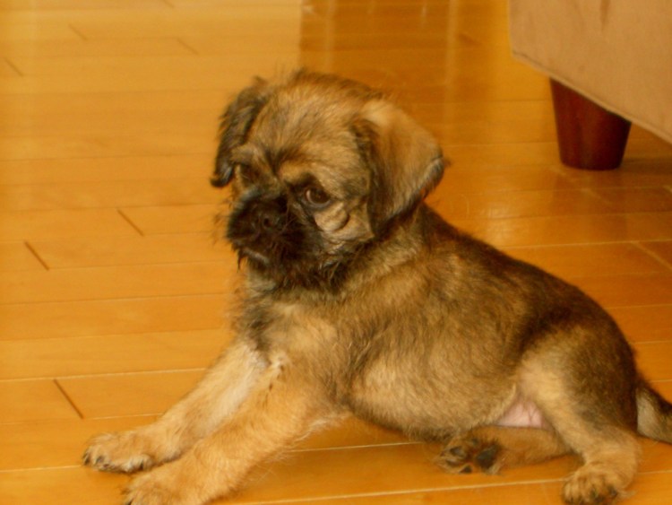 Мопс и Йоркширский терьер