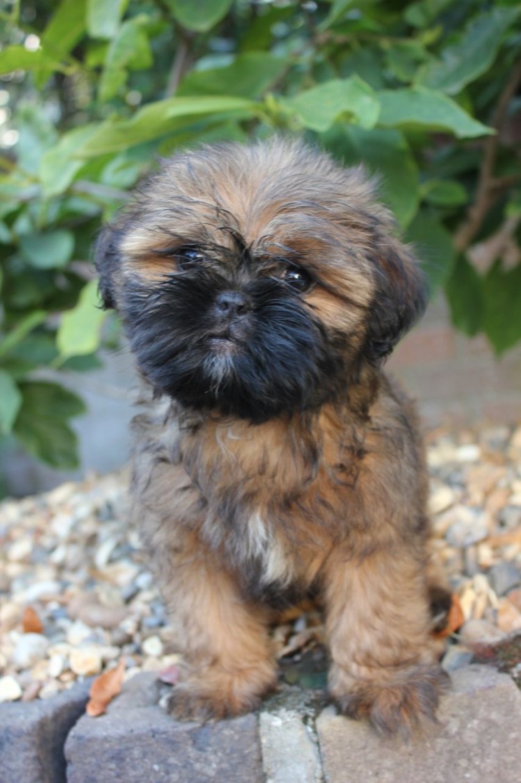 Метис таксы и китайской хохлатой