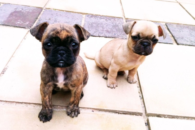 Метис МОПСА И Пти брабансона