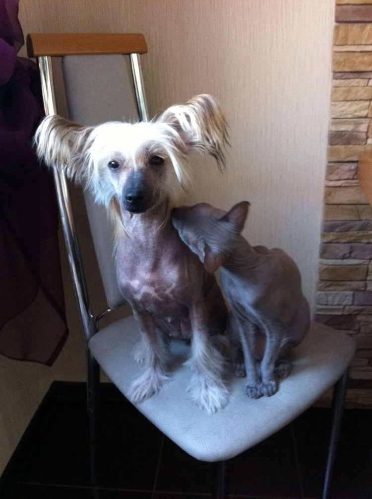 Метис МОПСА И таксы