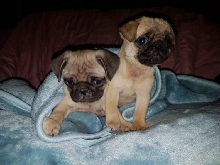 Мопс и Йоркширский терьер