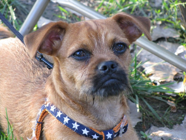 Метис Йорка и МОПСА