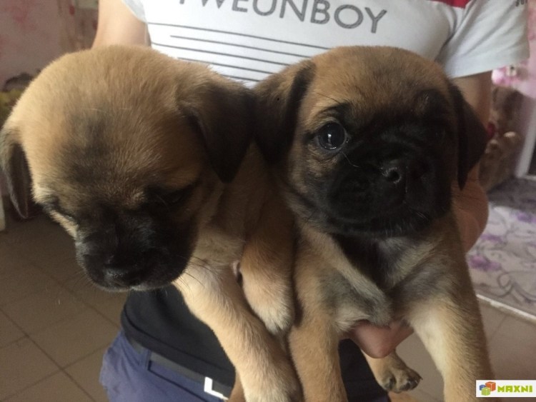 Метис пекинеса и терьера