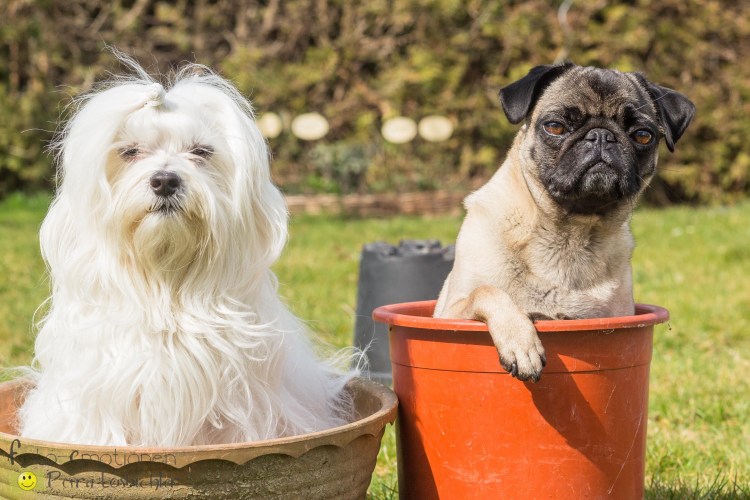 Мопс дворняжка