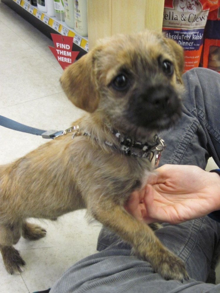 Мопс и болонка