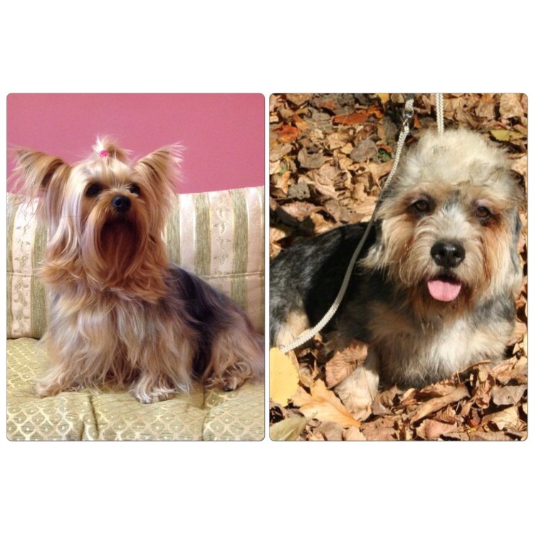 Помесь МОПСА И чихуахуа