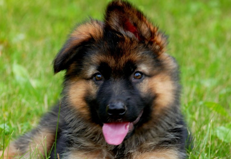 Детеныш немецкой овчарки