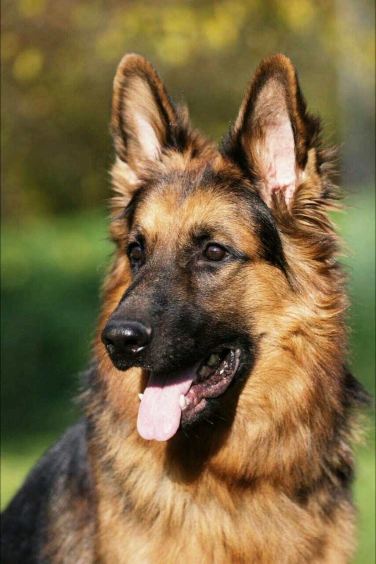 Щенки немецкой овчарки лохмачи