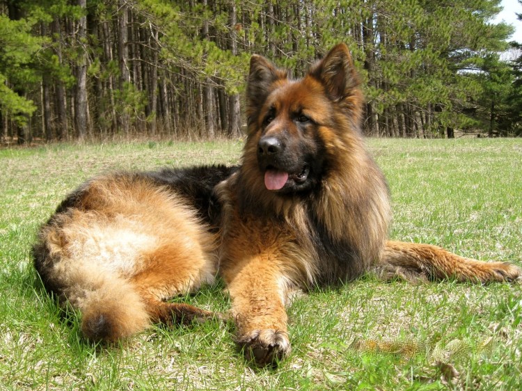 Старонемецкая овчарка длинношерстная