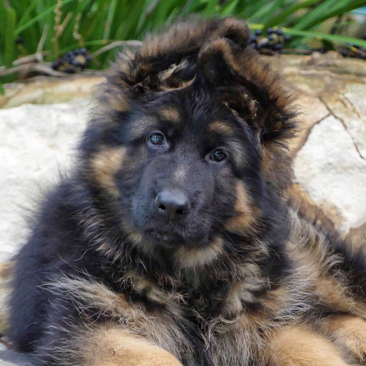 Милые щеночки немецкой овчарки