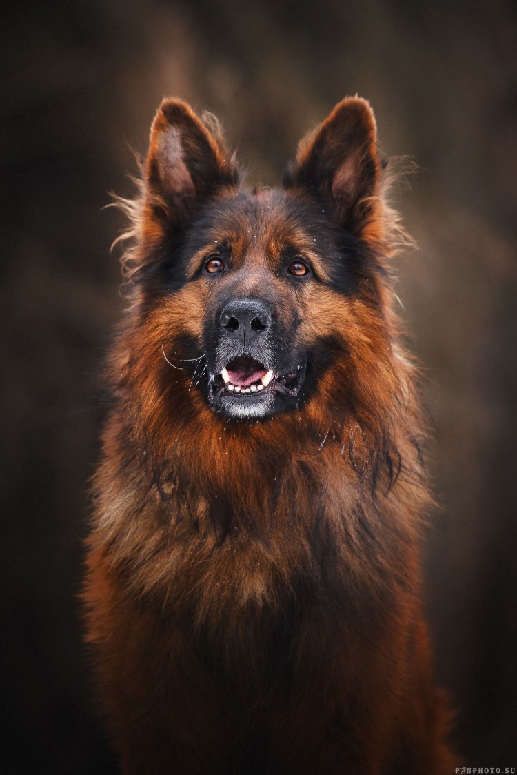 Обои маленького щенка немецкой овчарки