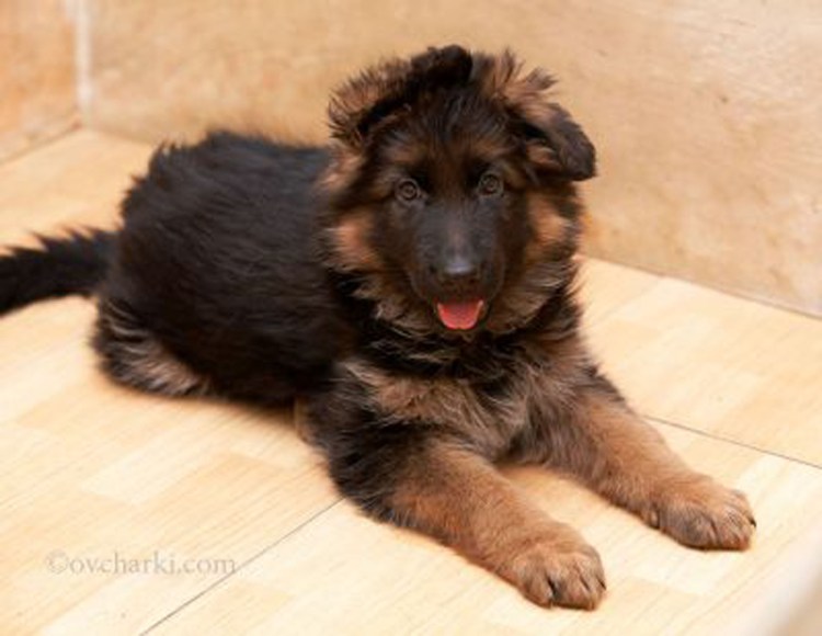 Щенки немецкой овчарки маленькие