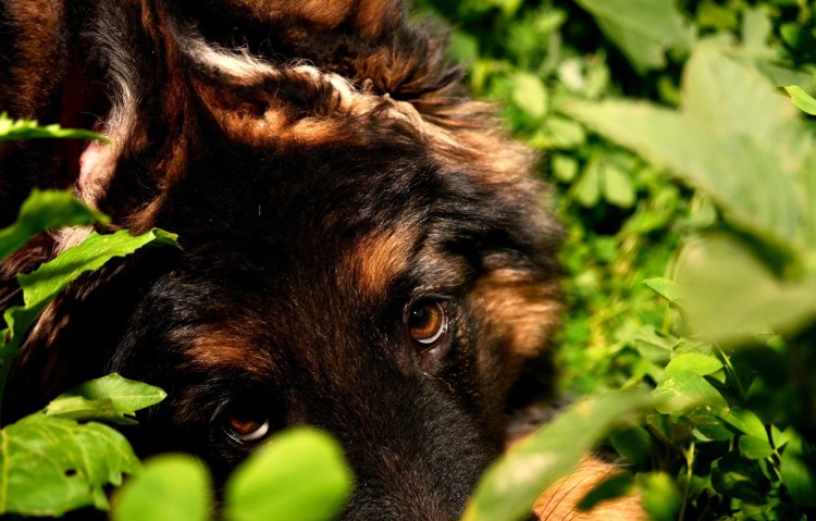 Немецкая овчарка агути