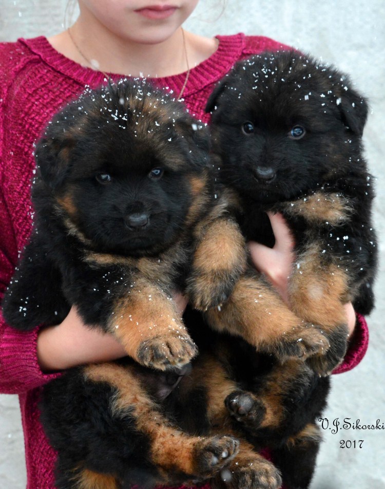 Нагази Грузинская овчарка