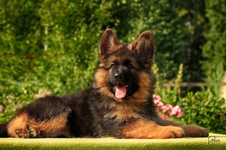 Собака немецкая овчарка длинношерстная