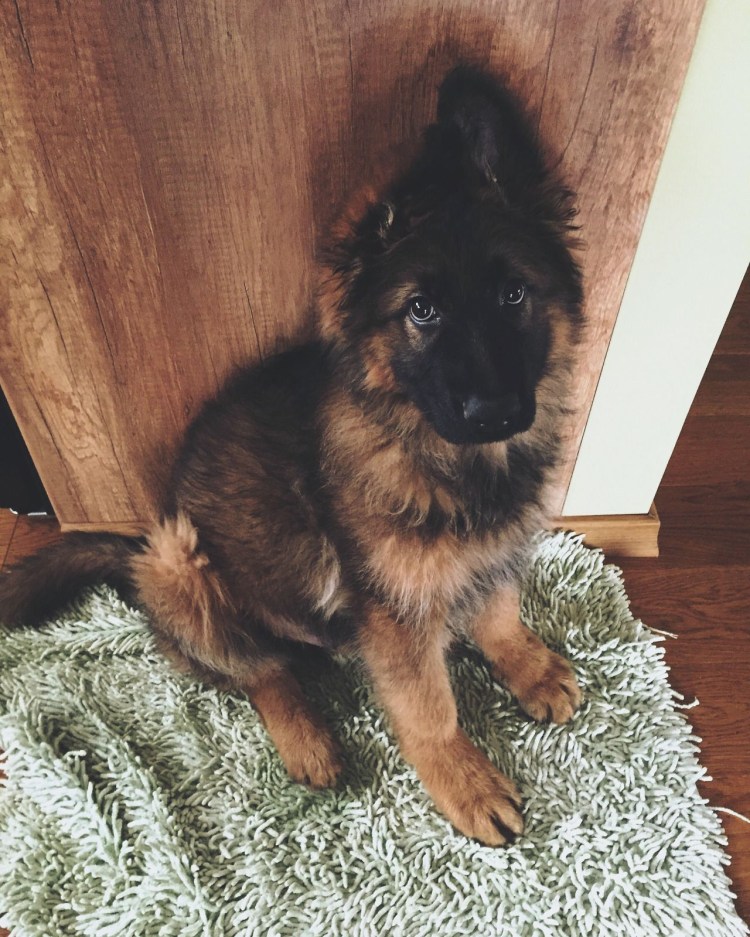 Немецкая овчарка лохмач