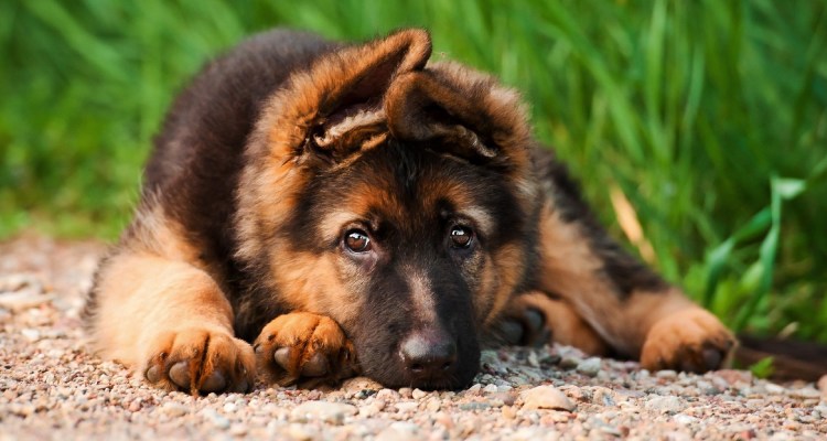 Кавказская сторожевая овчарка