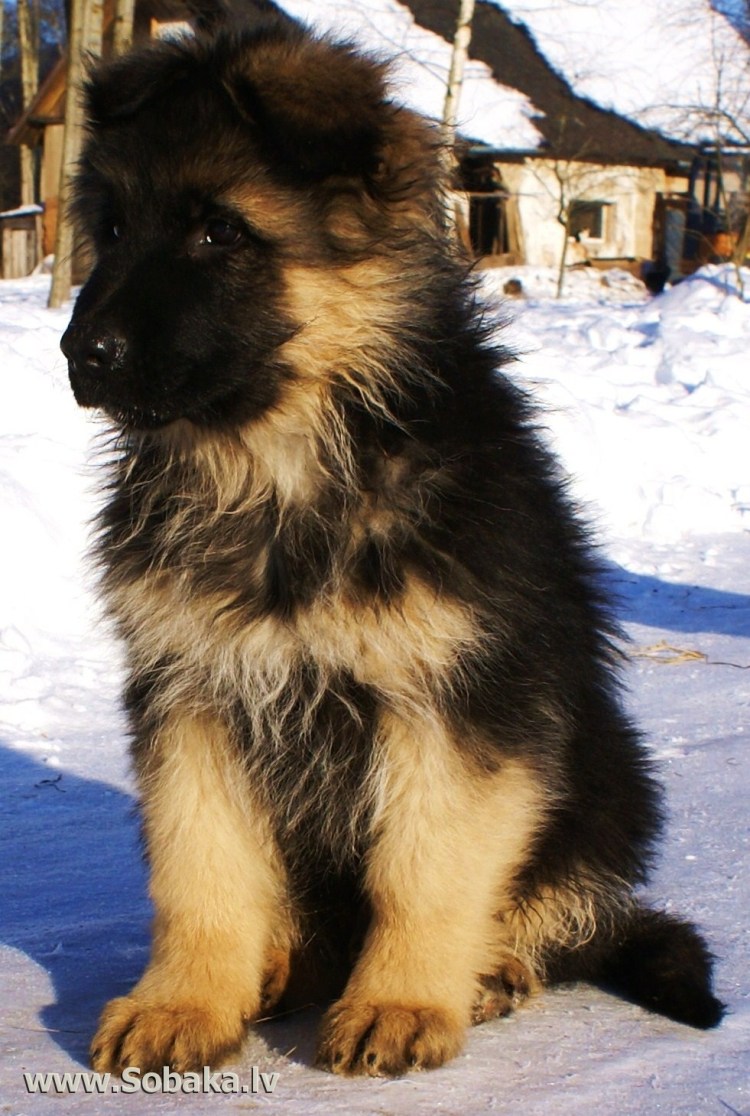 Зонарная длинношерстная немецкая овчарка