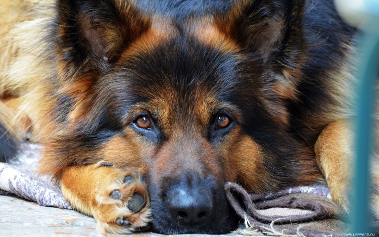 Немецкая овчарка длинношерстная