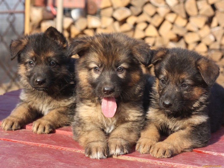Порода собаки Леонбергер овчарка