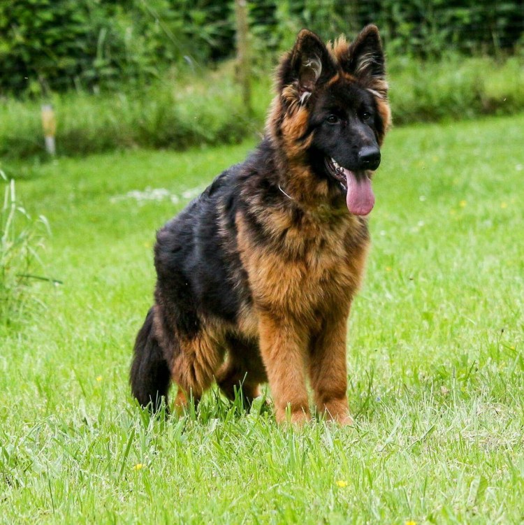 Милые щеночки немецкой овчарки