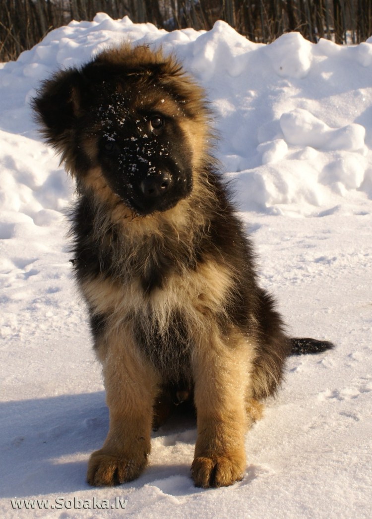 Сибирская овчарка щенок