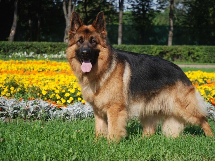 Немецкая овчарка лохмач