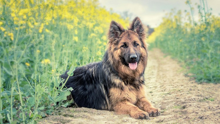 Собака немецкая овчарка