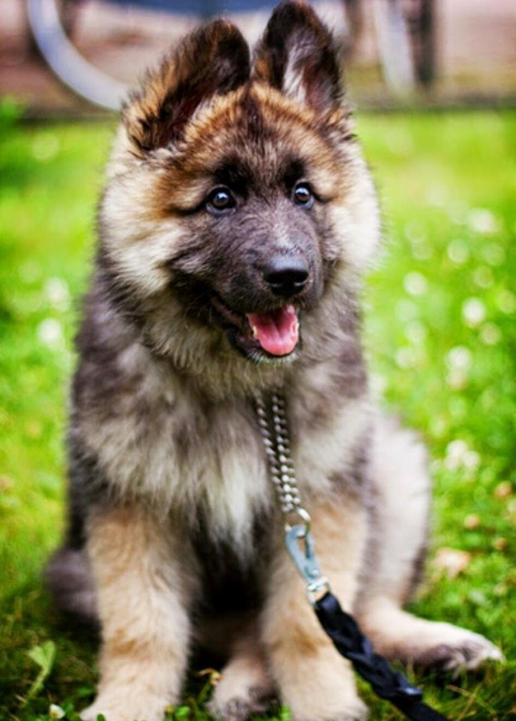 Баварская овчарка длинношерстная