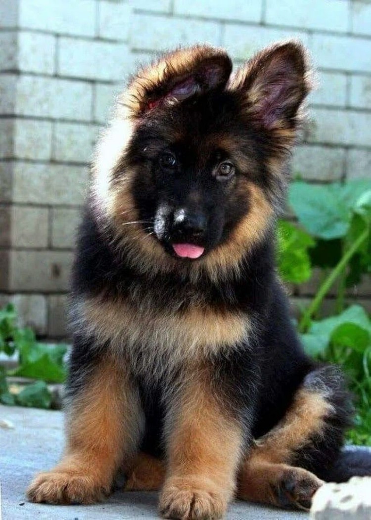 Немецкая овчарка длинношерстная