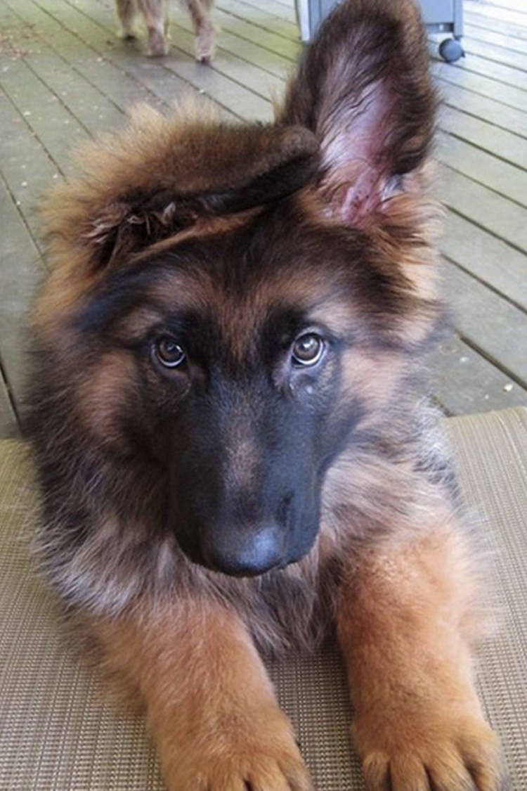 German Shepherd немецкая овчарка щенок