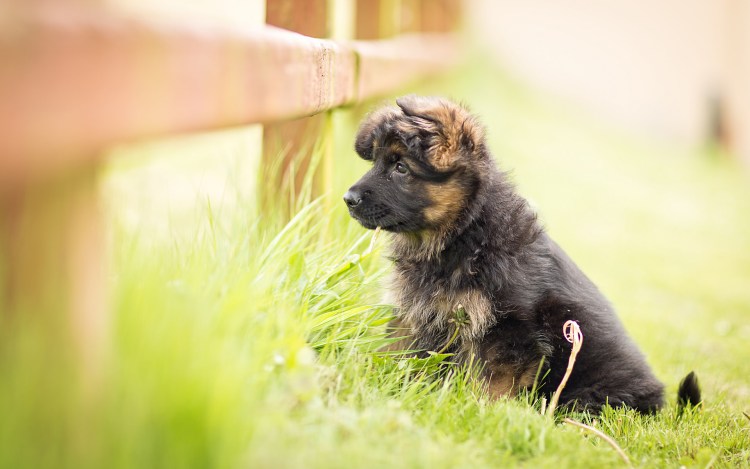 Глаза немецкой овчарки