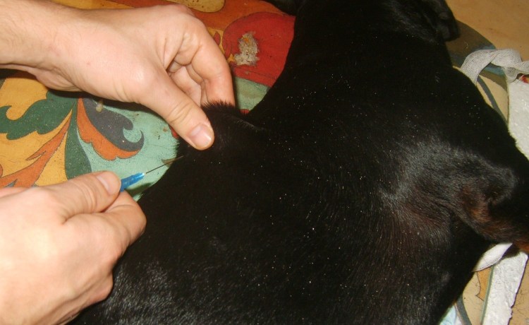 Подкожные инъекции овцам