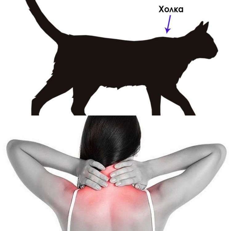 Где у кота холка