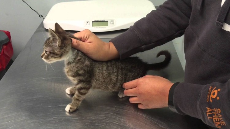 Кота за холку