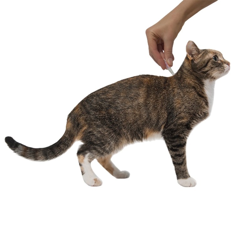 Подкожная инъекция кошке