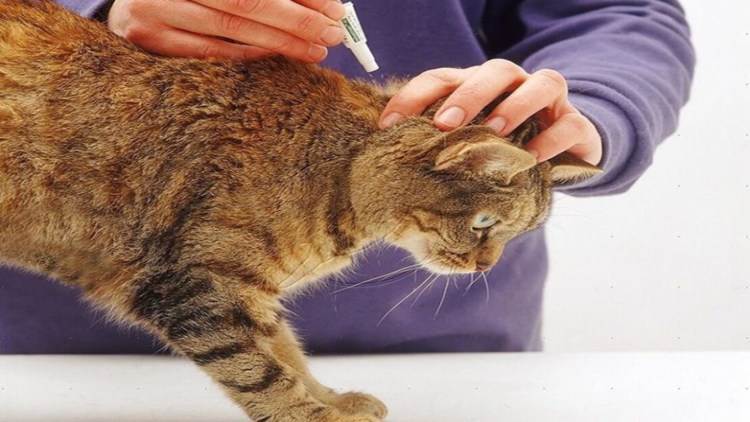 Рука приносит кота