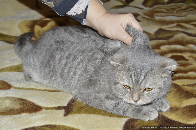 Обработать кошку от блох