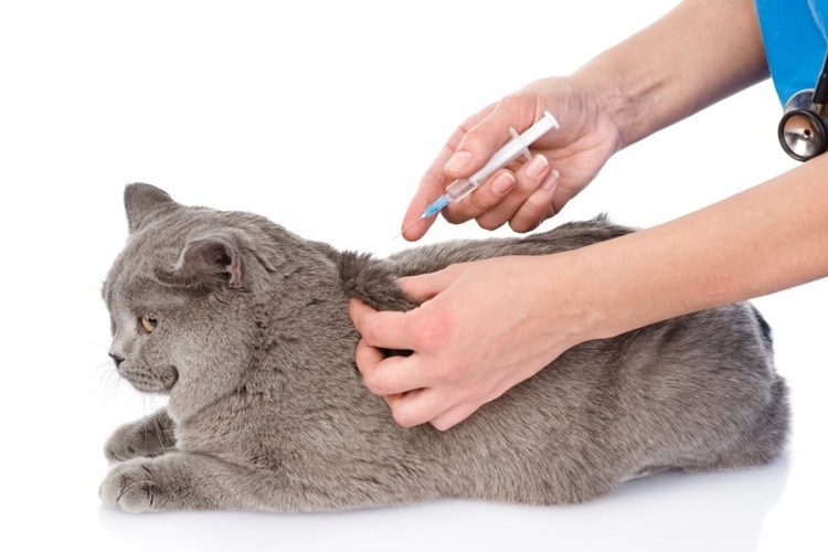 Холка у кота